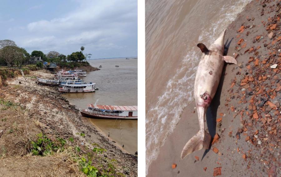 SECA NO AMAZONAS: Boto rosa aparece morto na orla de Parintins 