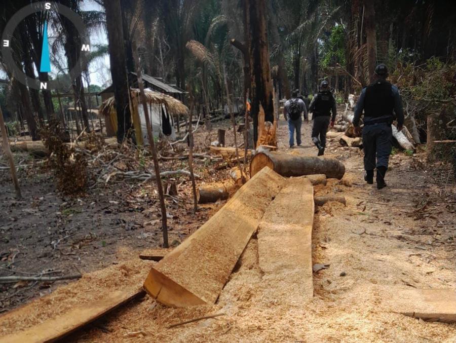Invasores seguem derrubando e queimando Castanheiras em Parintins