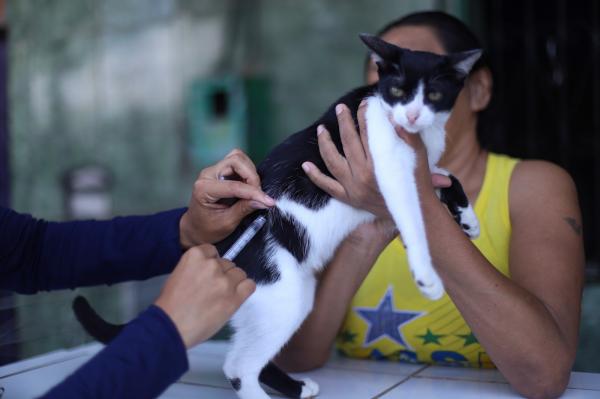 SAÚDE ANIMAL: Vacinadores da campanha antirrábica da prefeitura visitam 11 bairros de Manaus