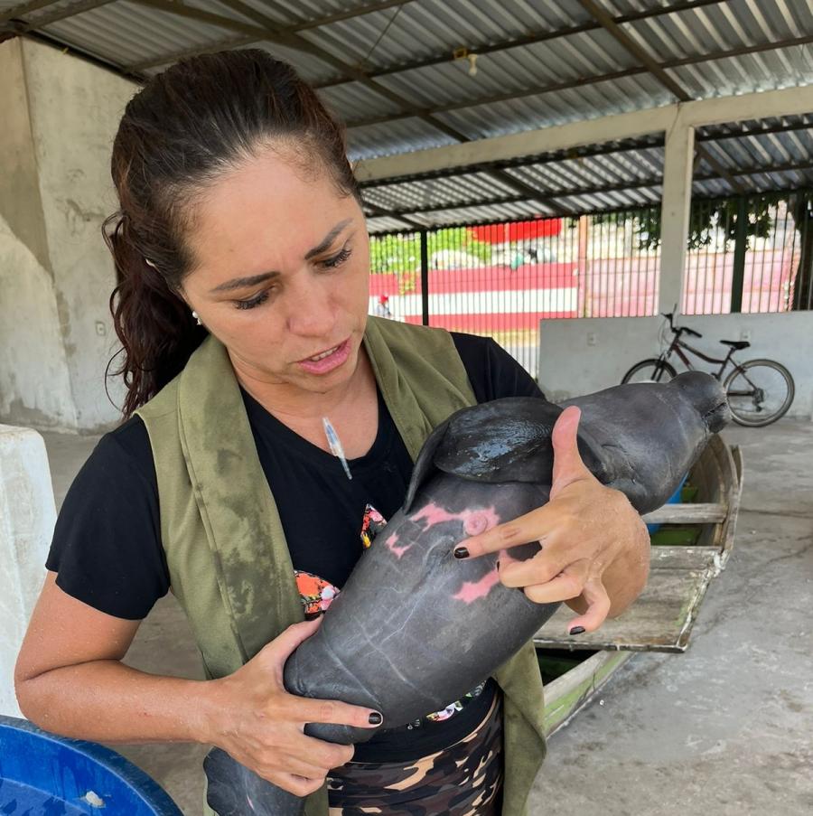 Peixe-boi órfão que estava sendo atacado por botos é resgatado em Parintins