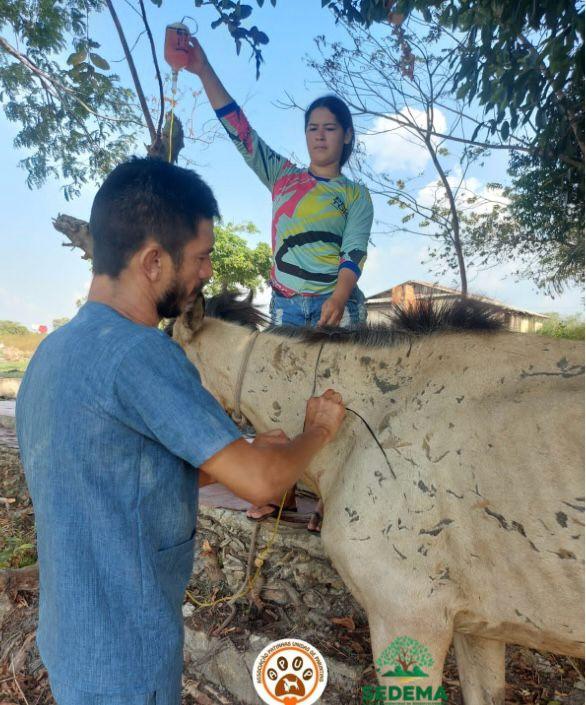 Equinos abandonados causam preocupação e Sedema alerta para o crime de maus-tratos 