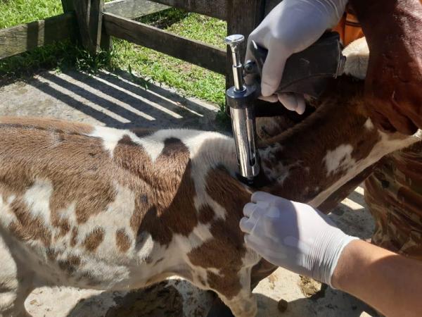 Médicos veterinários devem realizar atualização do cadastro no programa de vacinação contra a brucelose