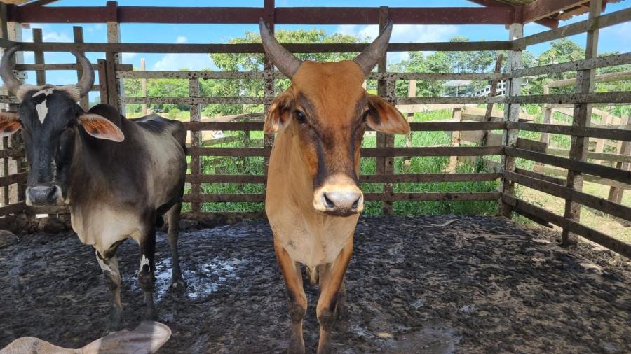 Matadouro clandestino da Prefeitura de Barreirinha é interditado
