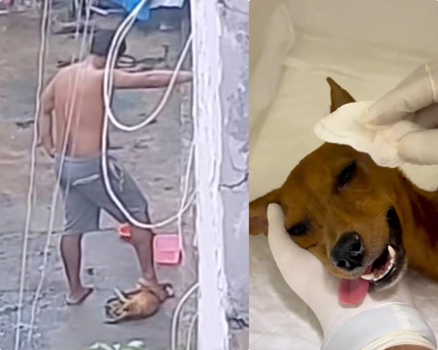 VÍDEO: Homem flagrado pisando na cabeça de cachorro é preso em Manaus