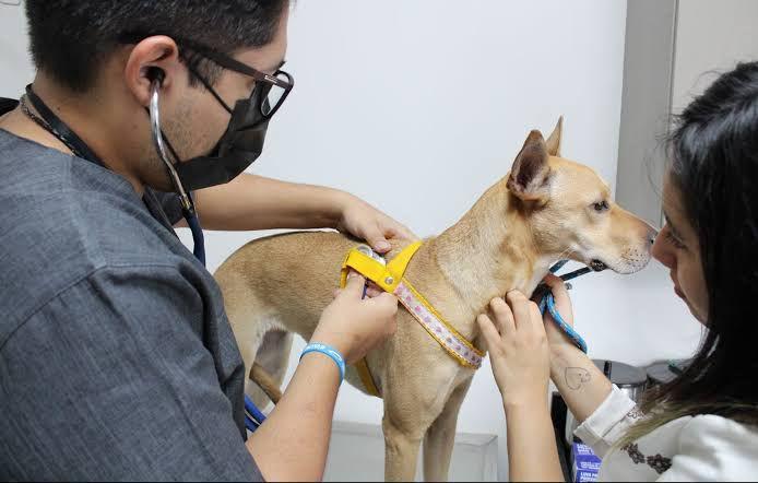 Alex Garcia propõe a campanha de conscientização 'Cinomose Mata' em Parintins