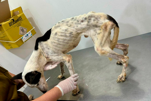 No Amazonas, duas mulheres são presas em flagrante por maus-tratos a animais