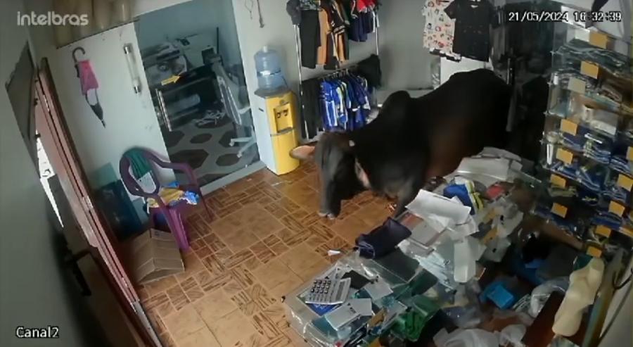 VÍDEO: Vaca invade loja de roupa em Nhamundá-AM