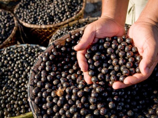 TASTE ATLAS: Açaí e guaraná estão entre as melhores frutas globais, segundo o guia online internacional de viagens