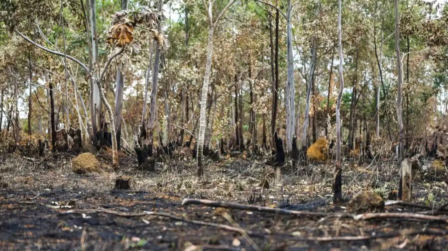 Justiça bloqueia R$ 292 milhões de acusado de desmatar grande área no Amazonas