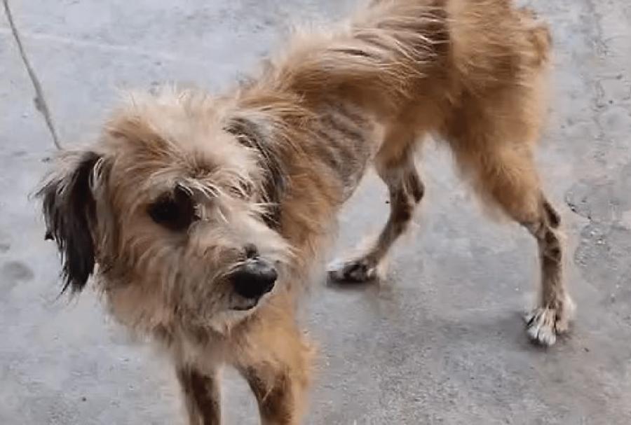 Polícia Civil prende homem por maus-tratos contra cachorro em Manaus