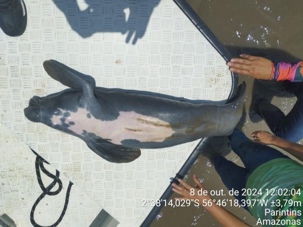 Filhote de peixe-boi é encontrado sem vida na Boca do Limão 