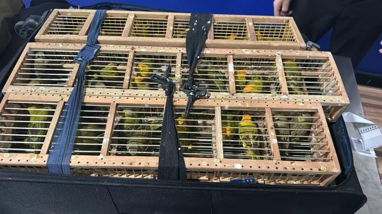 Polícia Federal resgata mais de 300 canários em malas no Aeroporto de Manaus Polícia Federal resgata mais de 300 canários em malas no Aeroporto de Manaus