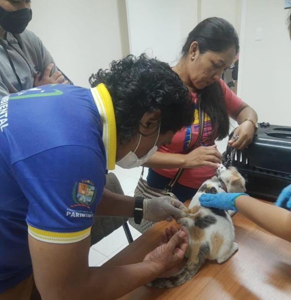Campanha de vacinação antirrábica visa imunizar 80% dos animais em Parintins