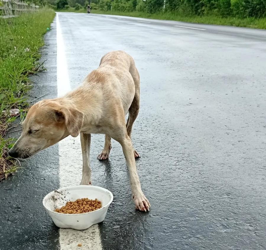 CAUSA ANIMAL: Parintins prepara Jornada de Castração de Animais Domésticos