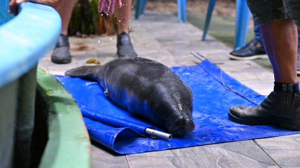 Ipaam transporta filhote de peixe-boi resgatado em Urucará para acolhimento no Inpa