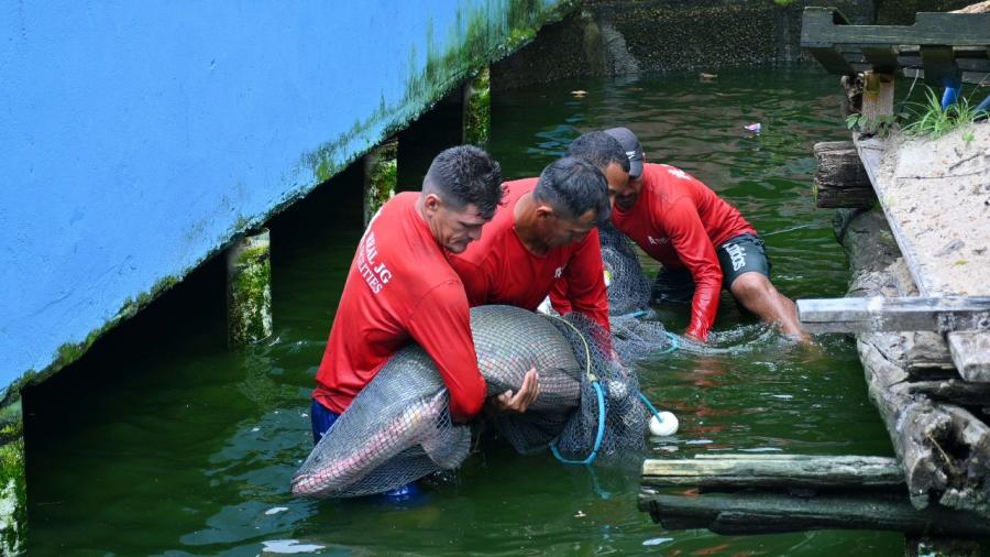 Instituições resgatam 74 animais, entre tartarugas e peixes, mantidos de forma ilegal em casa de Manaus Instituições resgatam 74 animais, entre tartarugas e peixes, mantidos de forma ilegal em casa de Manaus