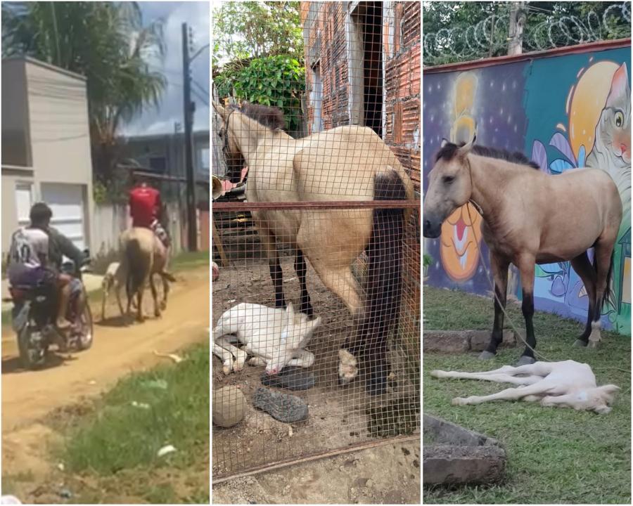 Acusado de maus-tratos a égua em Parintins será responsabilizado criminalmente, anuncia SEDEMA