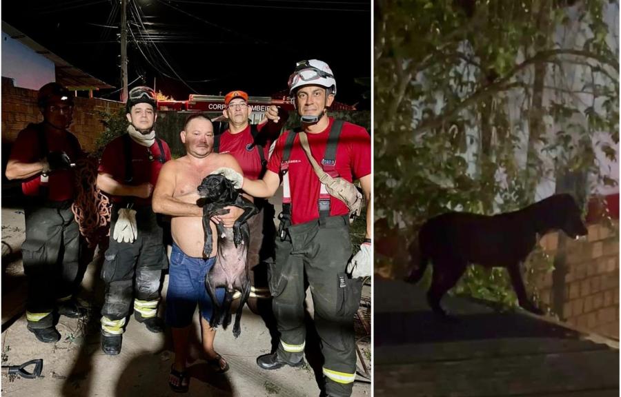 Cachorra 'Pretinha' sobe no telhado e dá trabalho aos Bombeiros de Parintins