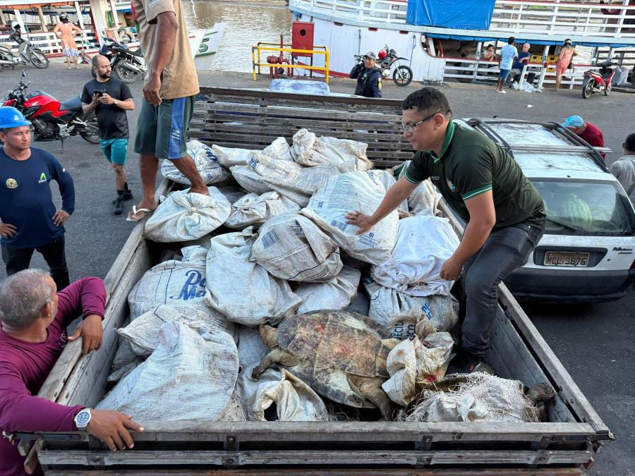 49 tartarugas-da-Amazônia apreendidos no Porto de Parintins