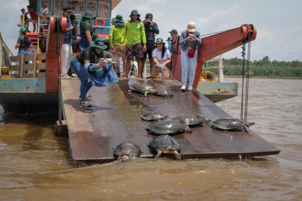 Parceria entre Prefeitura, IFAM e UFAM garante retorno de tartarugas resgatadas à natureza em Parintins