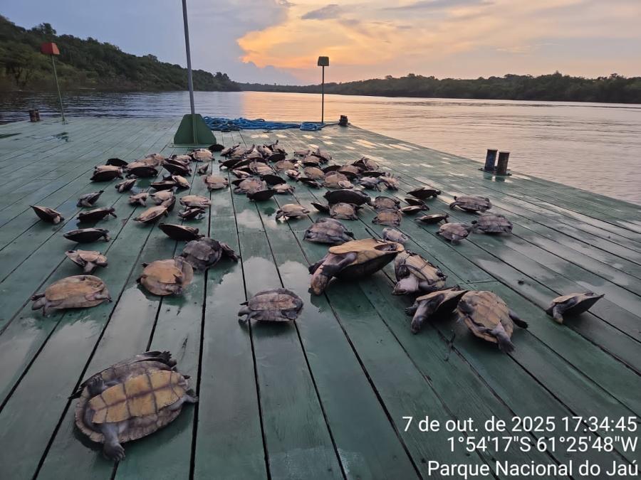 Nova apreensão de quelônios termina em multa de mais de meio milhão no Amazonas Nova apreensão de quelônios termina em multa de mais de meio milhão no Amazonas