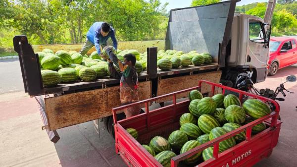 Prefeitura de Parintins movimenta R$ 2,3 milhões com venda de produtos agrícolas