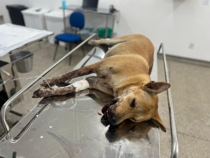 Cadela ferida por catolé passará por cirurgia no Hospital Público Veterinário
