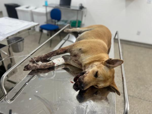 Cadela ferida por catolé passará por cirurgia no Hospital Público Veterinário