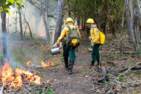 EDITAL: Ibama abre seleção com vagas para Manaus e outras cidades; salário é de R$ 5,6 mil