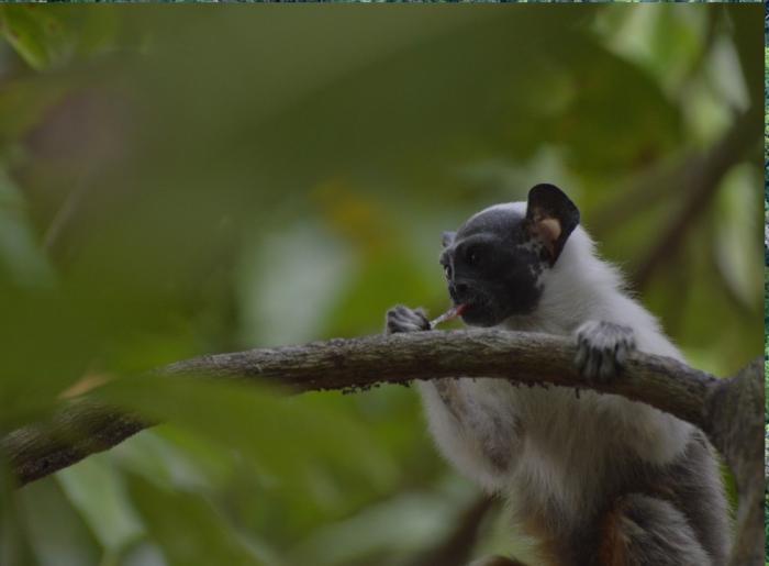 IBAMA atua em áreas sensíveis para proteger o sauim-de-coleira, símbolo de Manaus