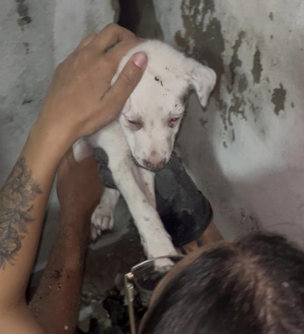 Bombeiros resgatam filhote de cachorro preso em parede de residência no Coroado