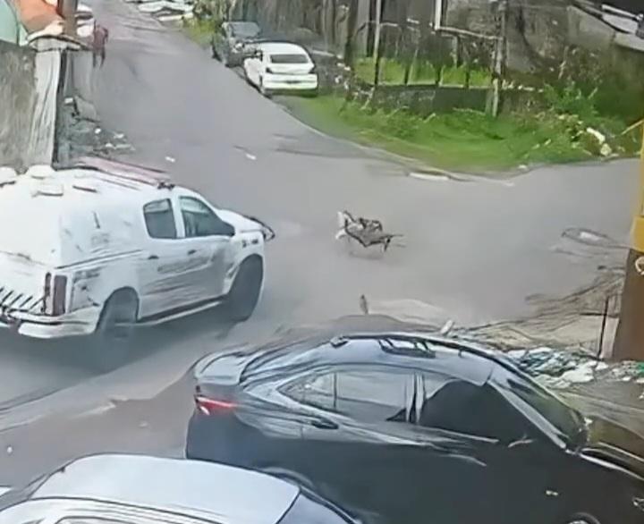 Policiais são afastados após guarnição da PM matar dois cachorros em Manaus