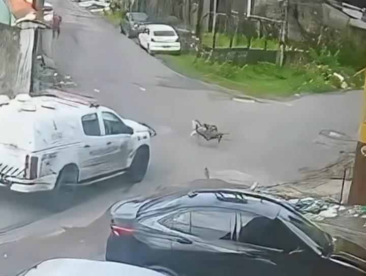 Prisão de policiais é decretada após morte de cadelinhas na Zona Norte de Manaus