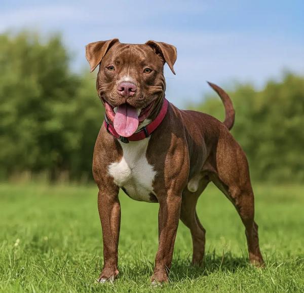 Dono de pitbull é condenado pela Justiça a pagar R$ 17,4 mil após ataque em Manaus