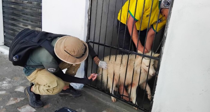 Parintins intensifica vacinação antirrábica de cães e gatos; veja os bairros atendidos