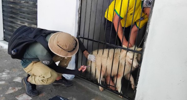 Parintins intensifica vacinação antirrábica de cães e gatos; veja os bairros atendidos