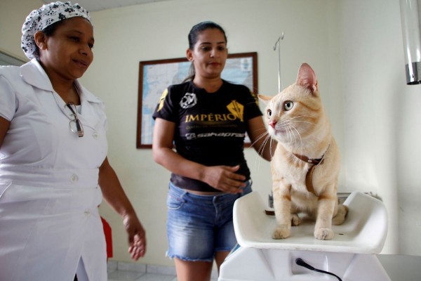 Castração gratuita de cães e gatos terá novas vagas em Manaus; veja como agendar