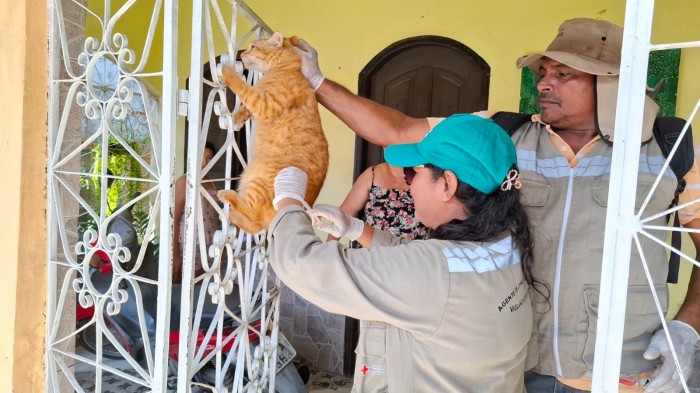 Prefeitura de Parintins inicia vacinação contra a raiva de cães e gatos na Vila Amazônia