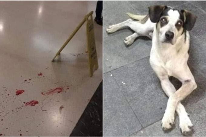 Morte de cachorro em loja do Carrefour gera onda de protestos