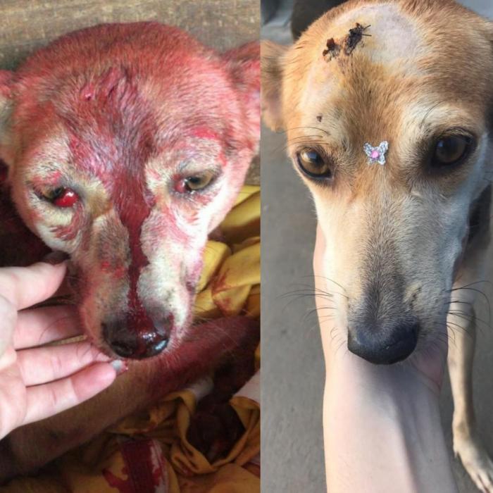 Cadela agredida com marretadas na cabeça recebe alta e ganha novo lar