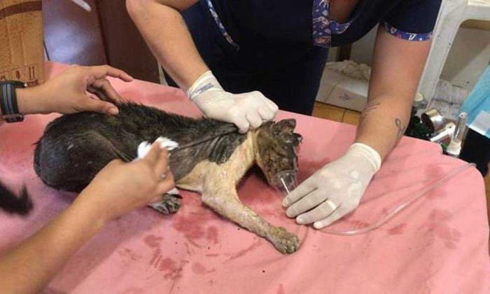 Animais feridos no incêndio do Educandos são socorridos por voluntários