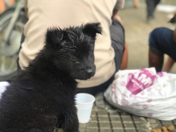 Animais queimados do Educandos estão sem lar e voluntários pedem ajuda
