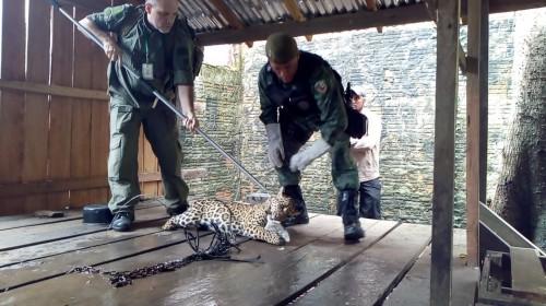 Batalhão Ambiental realiza resgate de onça-pintada no município de Itacoatiara